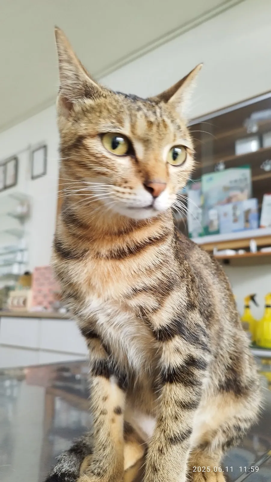 祐安動物醫院