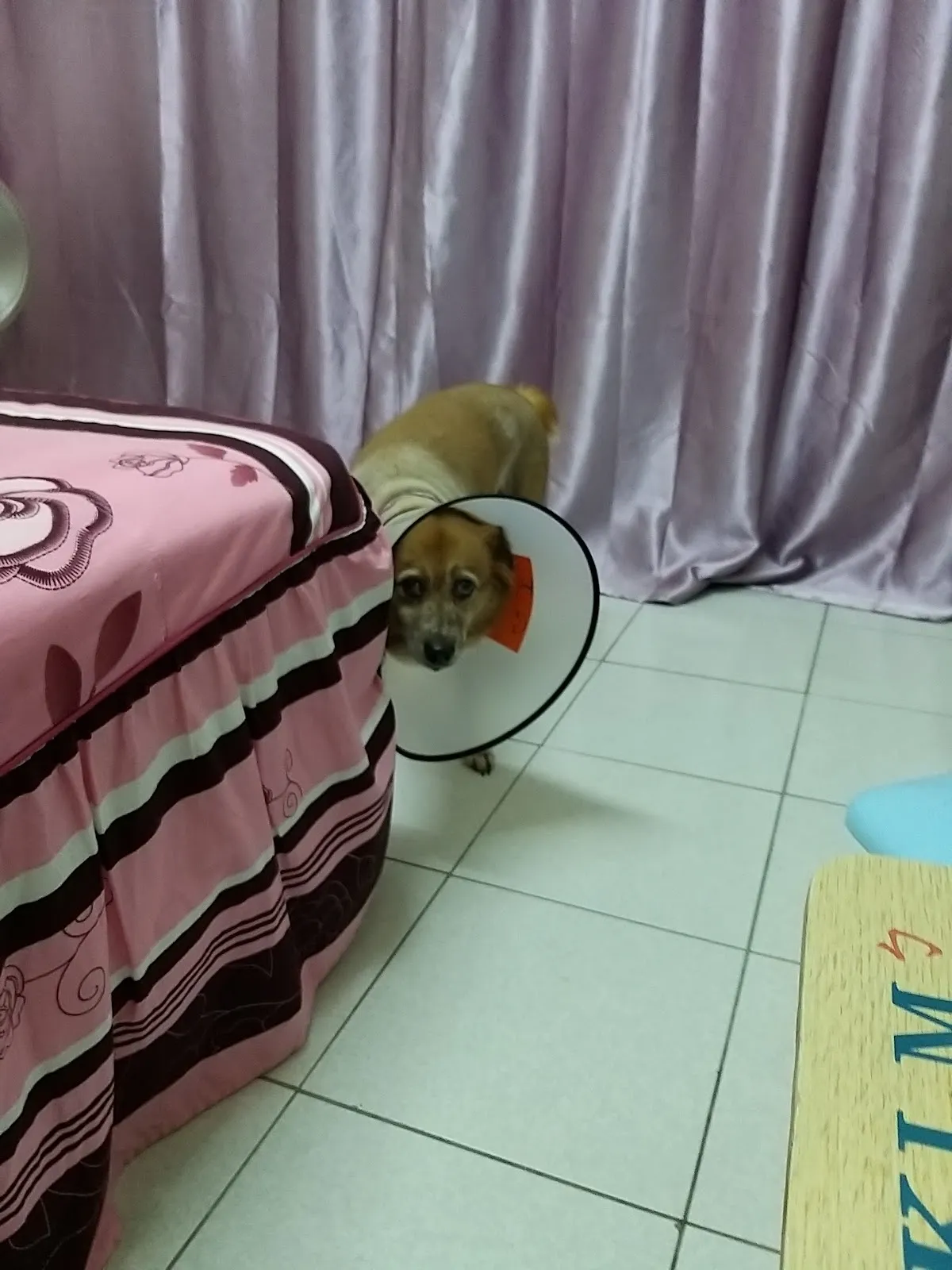 人人動物醫院