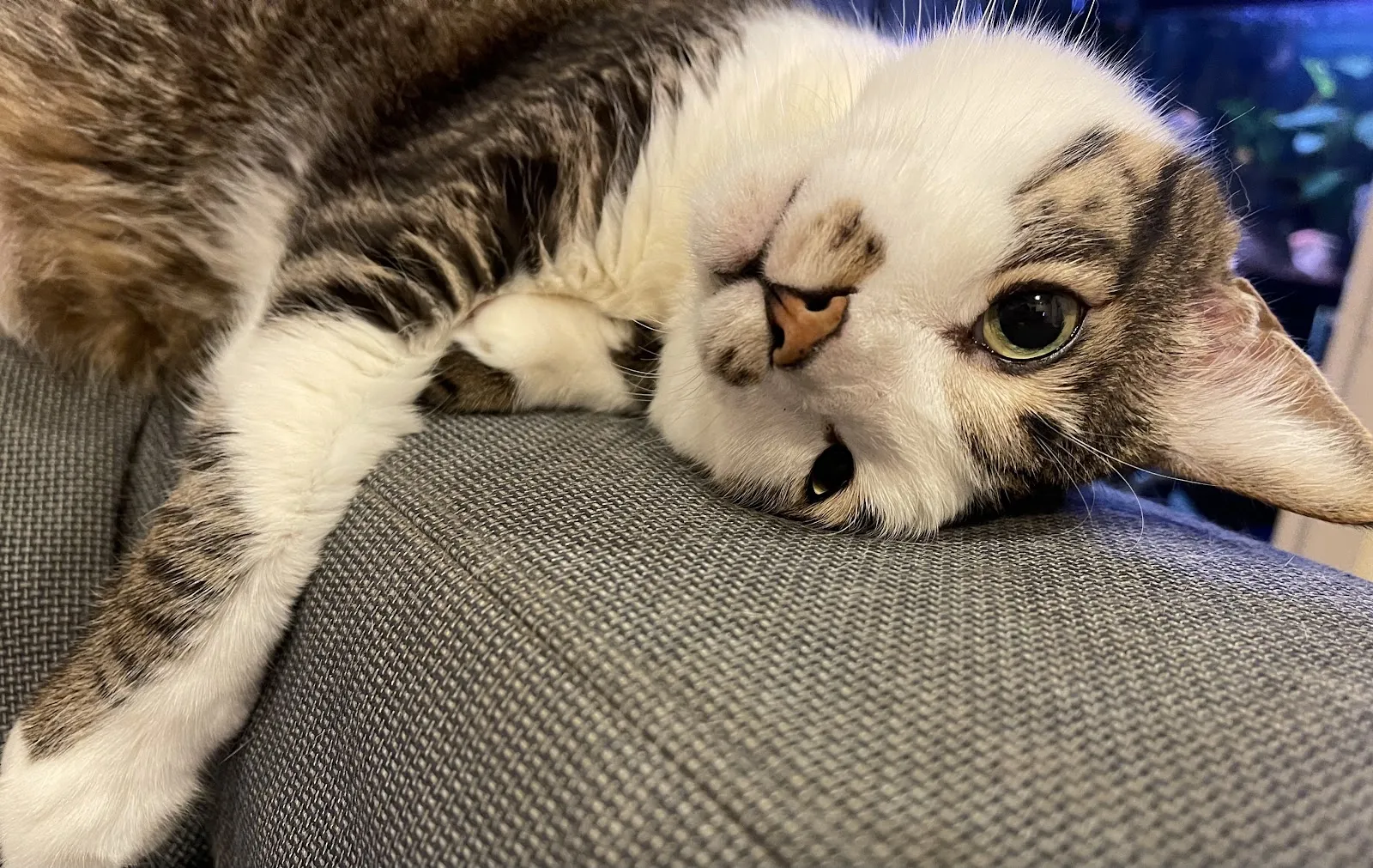 禾亞動物醫院