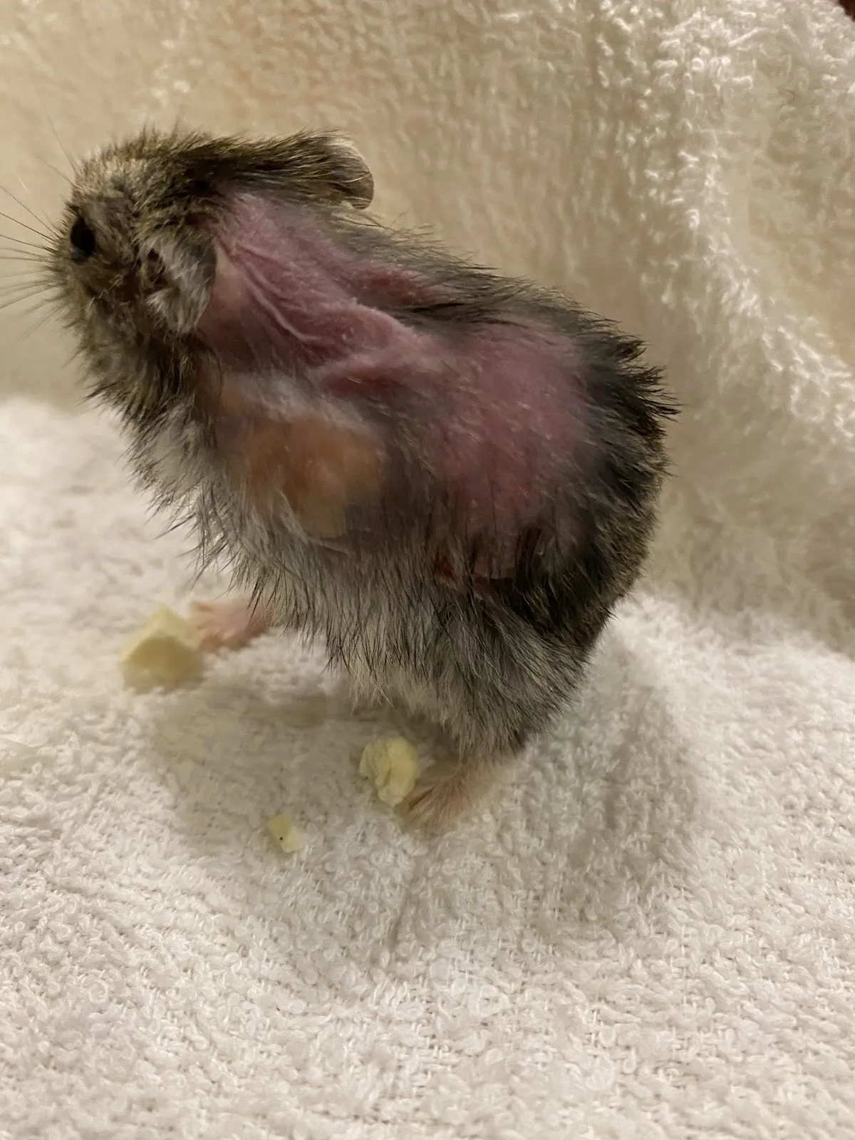 聖地牙哥動物醫院