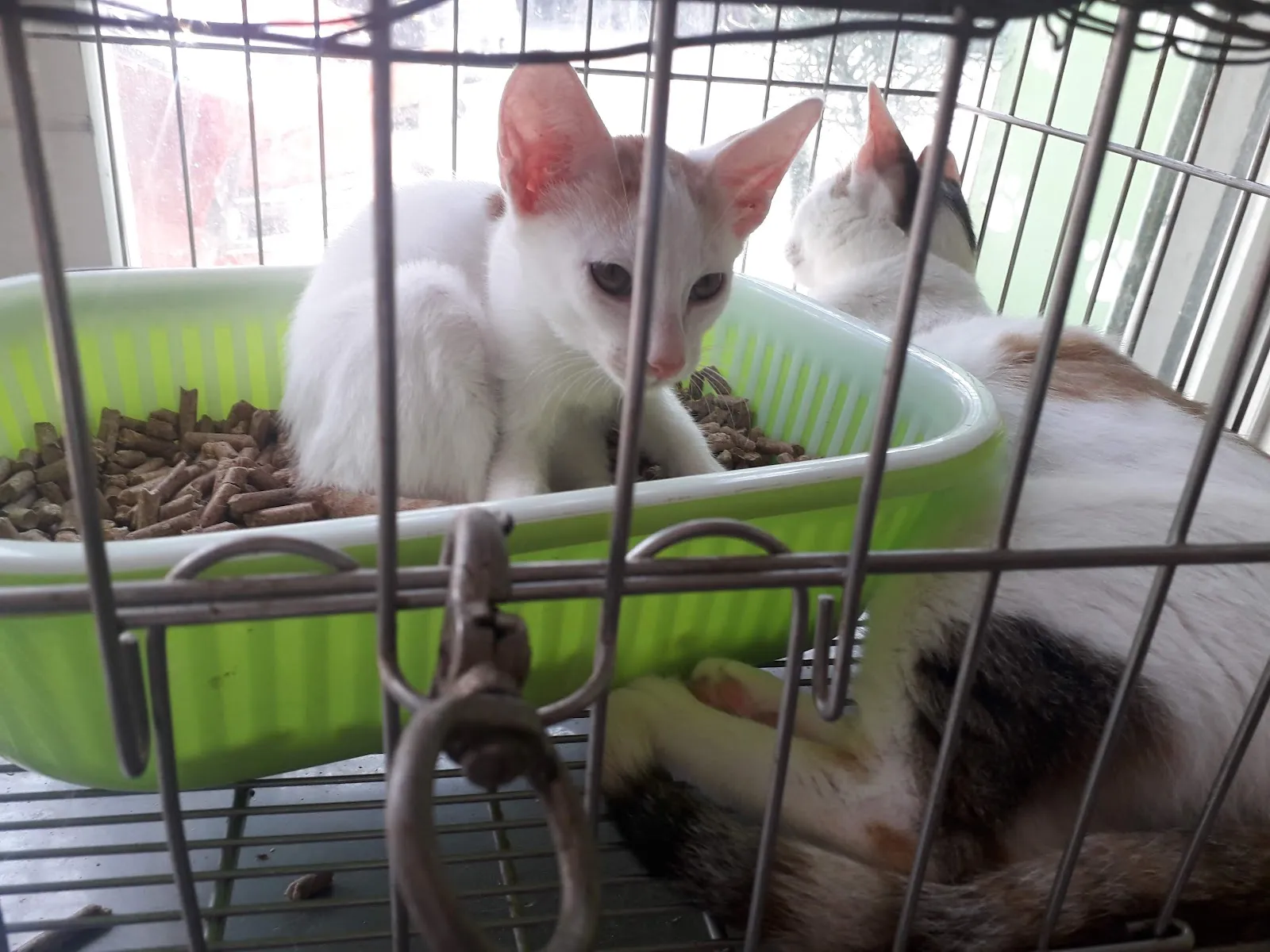 惟仁動物醫院