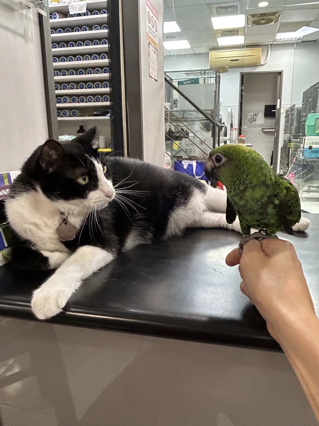 台灣嘉南動物醫院