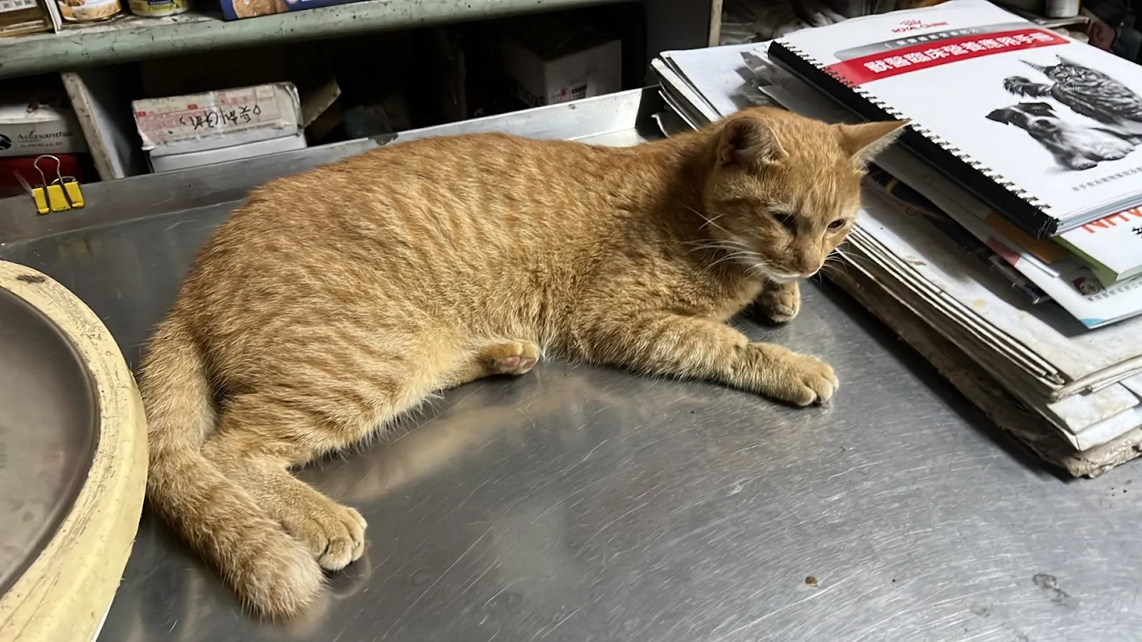 龍德動物醫院