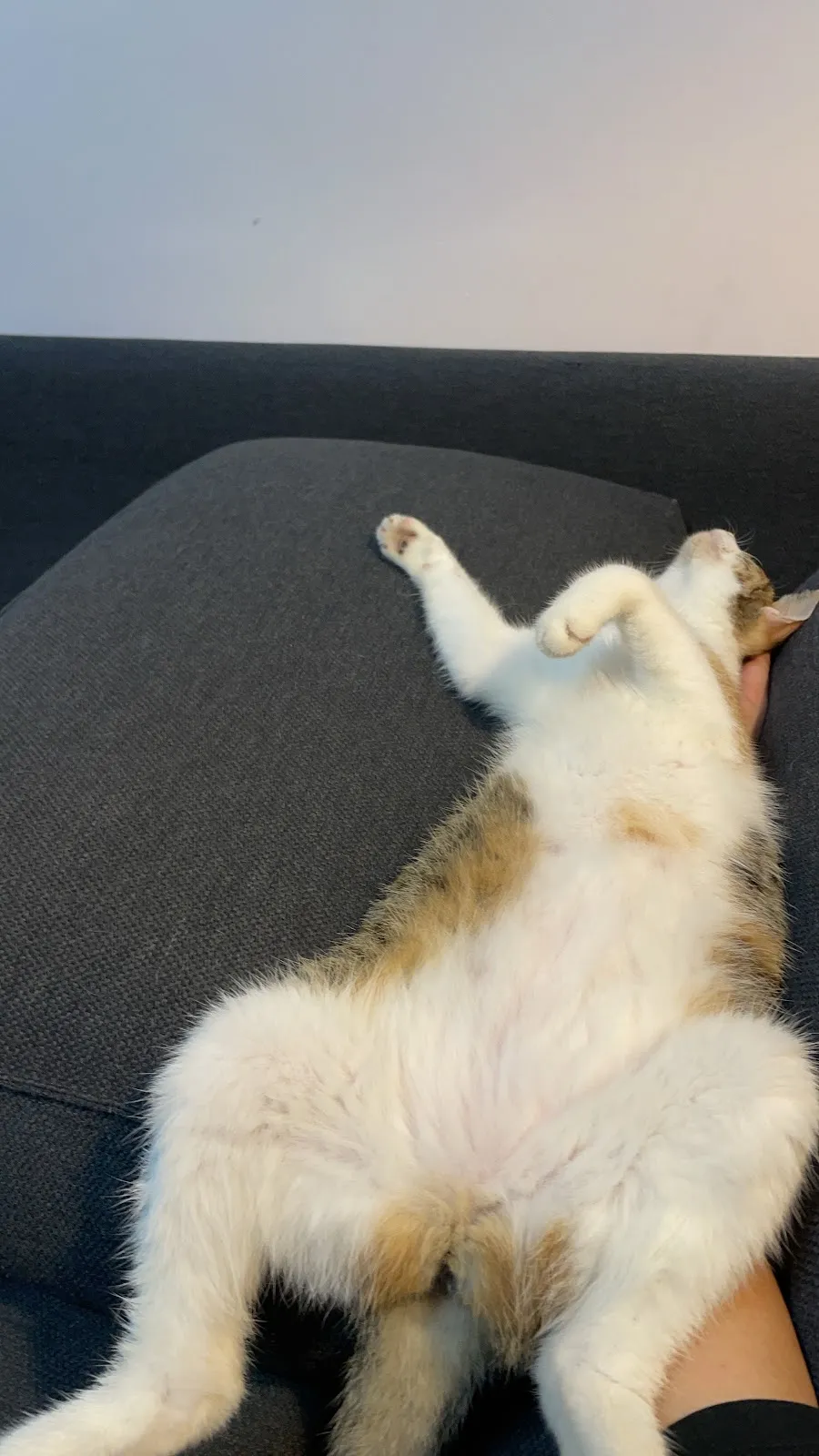 佳禧動物醫院