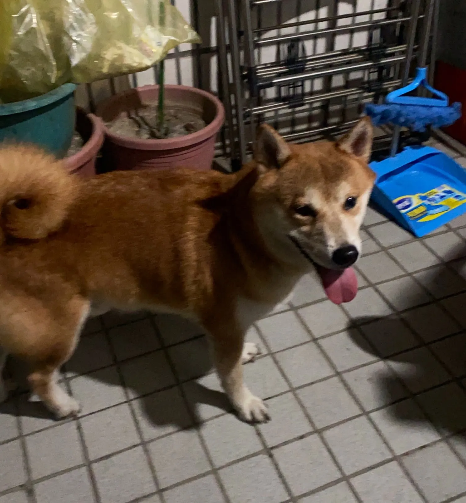 上揚動物醫院
