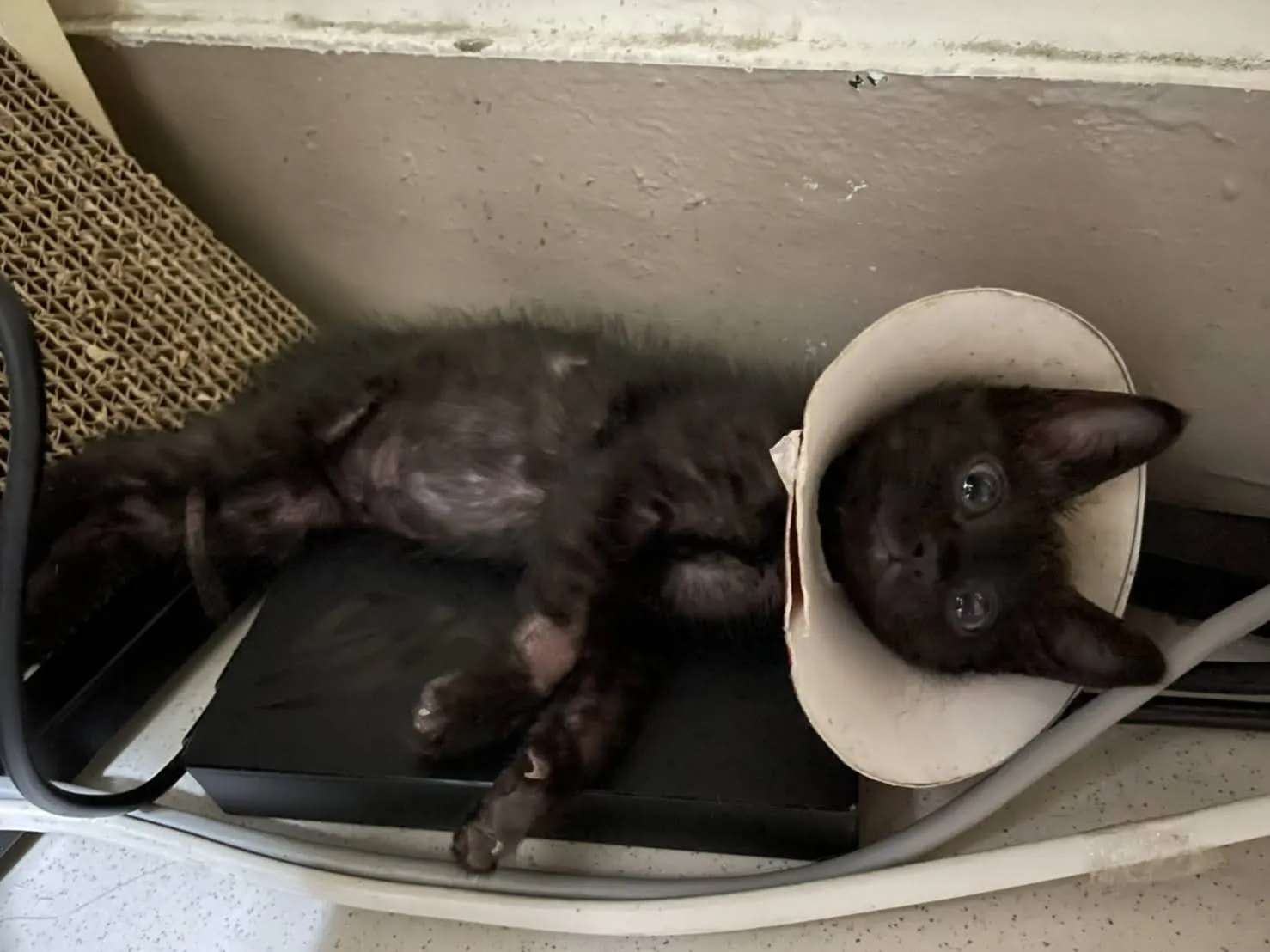 同安動物醫院