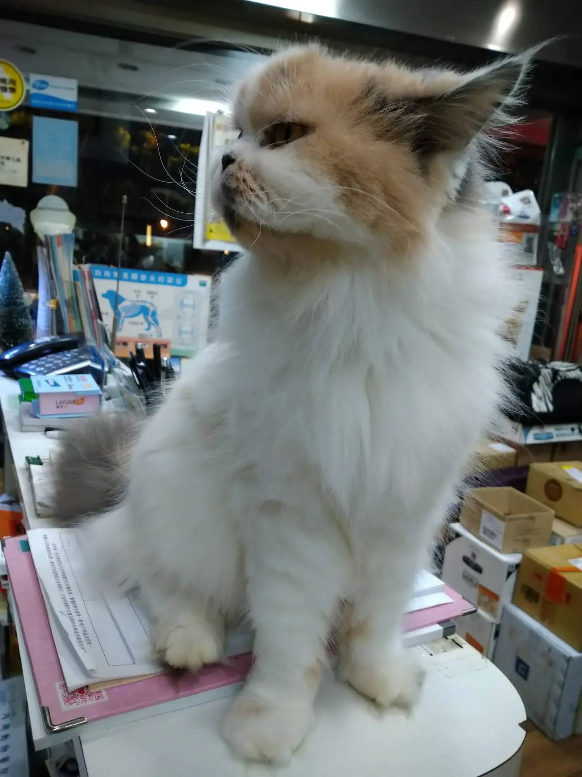 內湖動物醫院