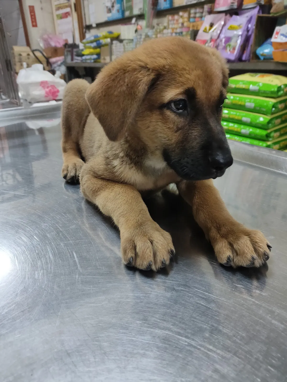 東南動物醫院