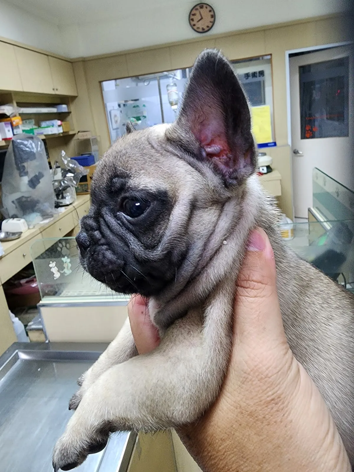 光華動物醫院