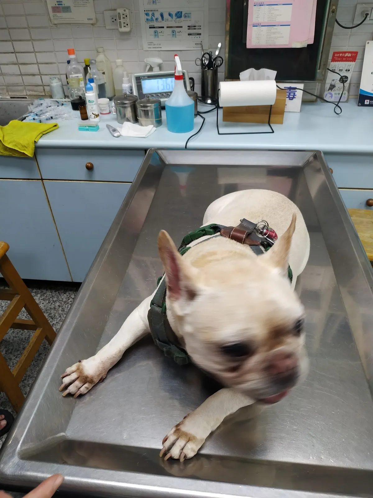 五權動物醫院