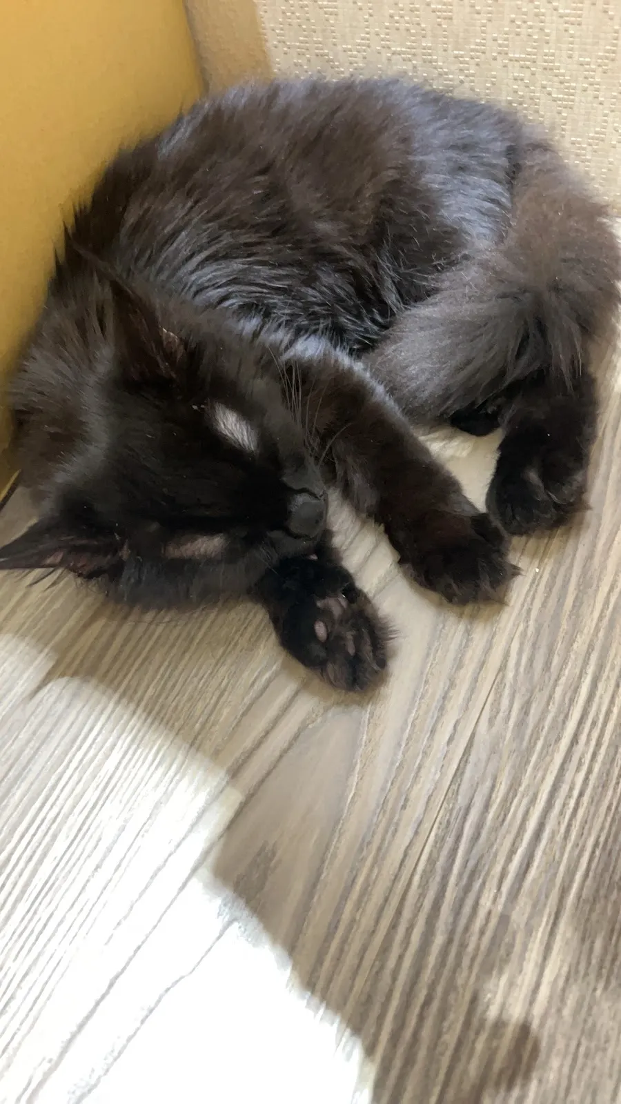 恆揚獸醫院