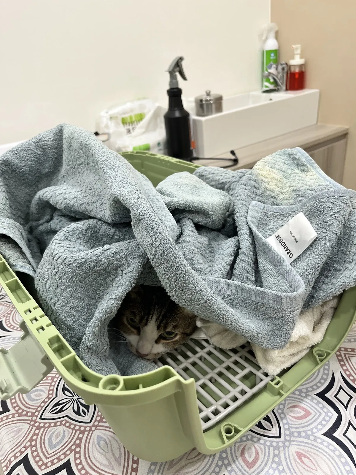 米花動物醫院
