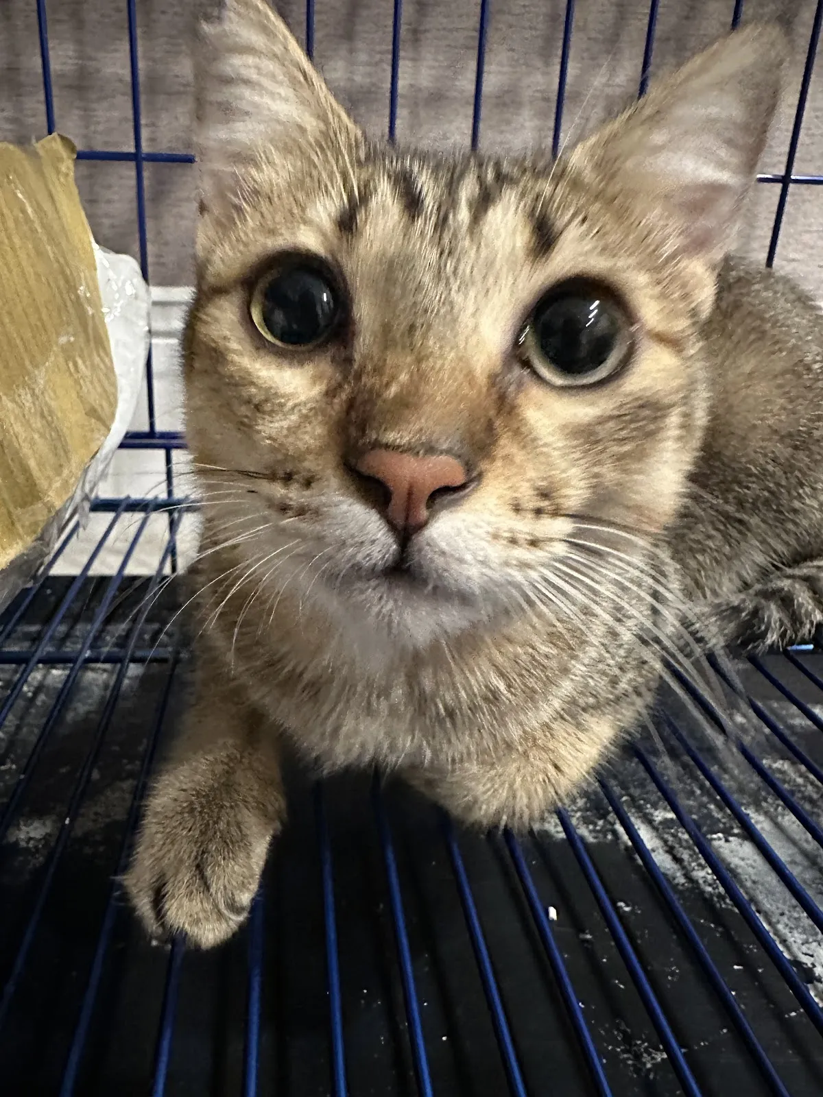 集賢愛生動物醫院