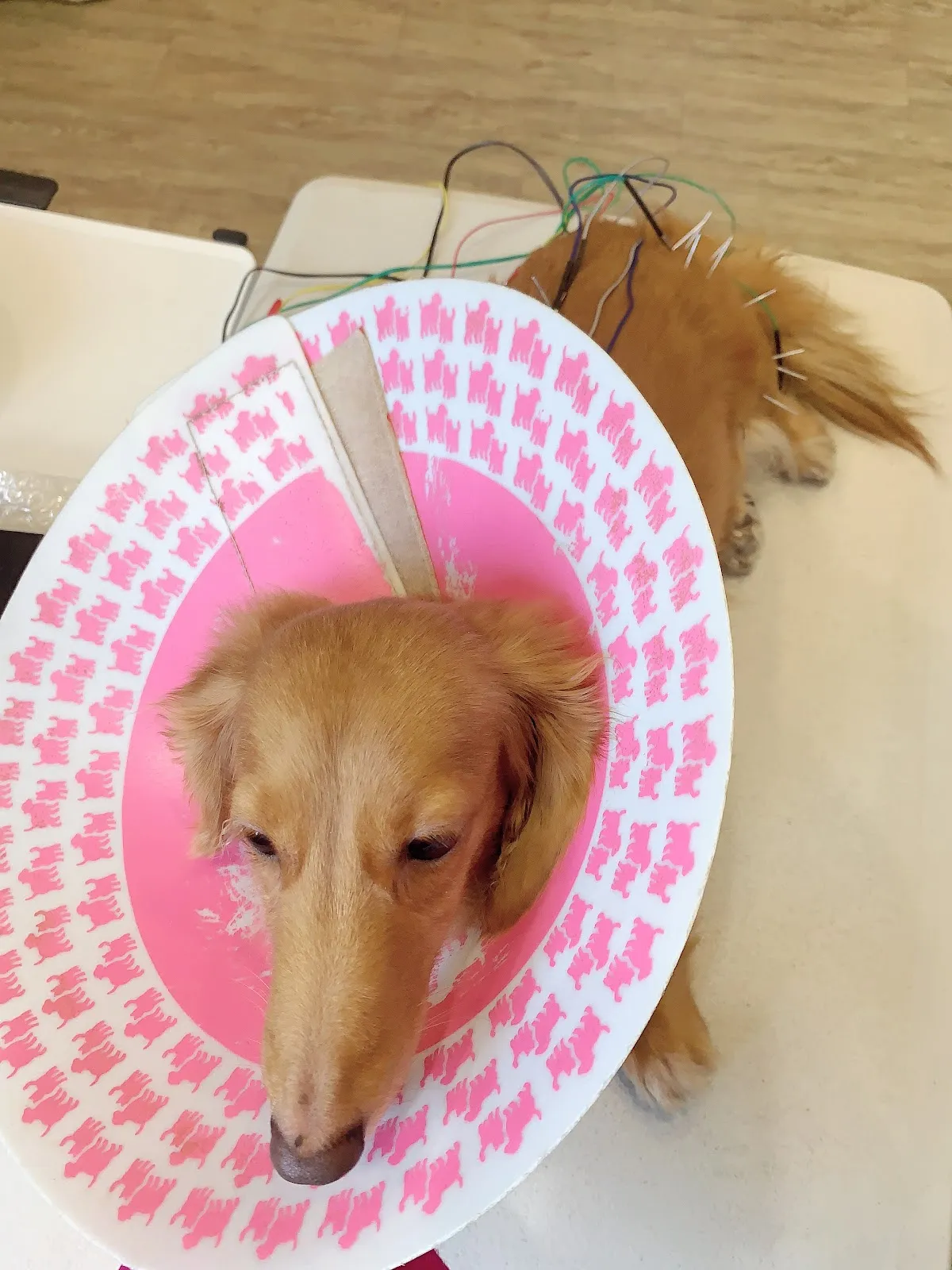皮皮動物醫院