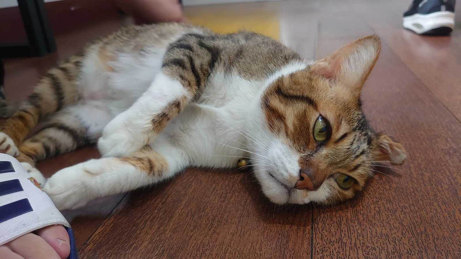 寶佳動物醫院