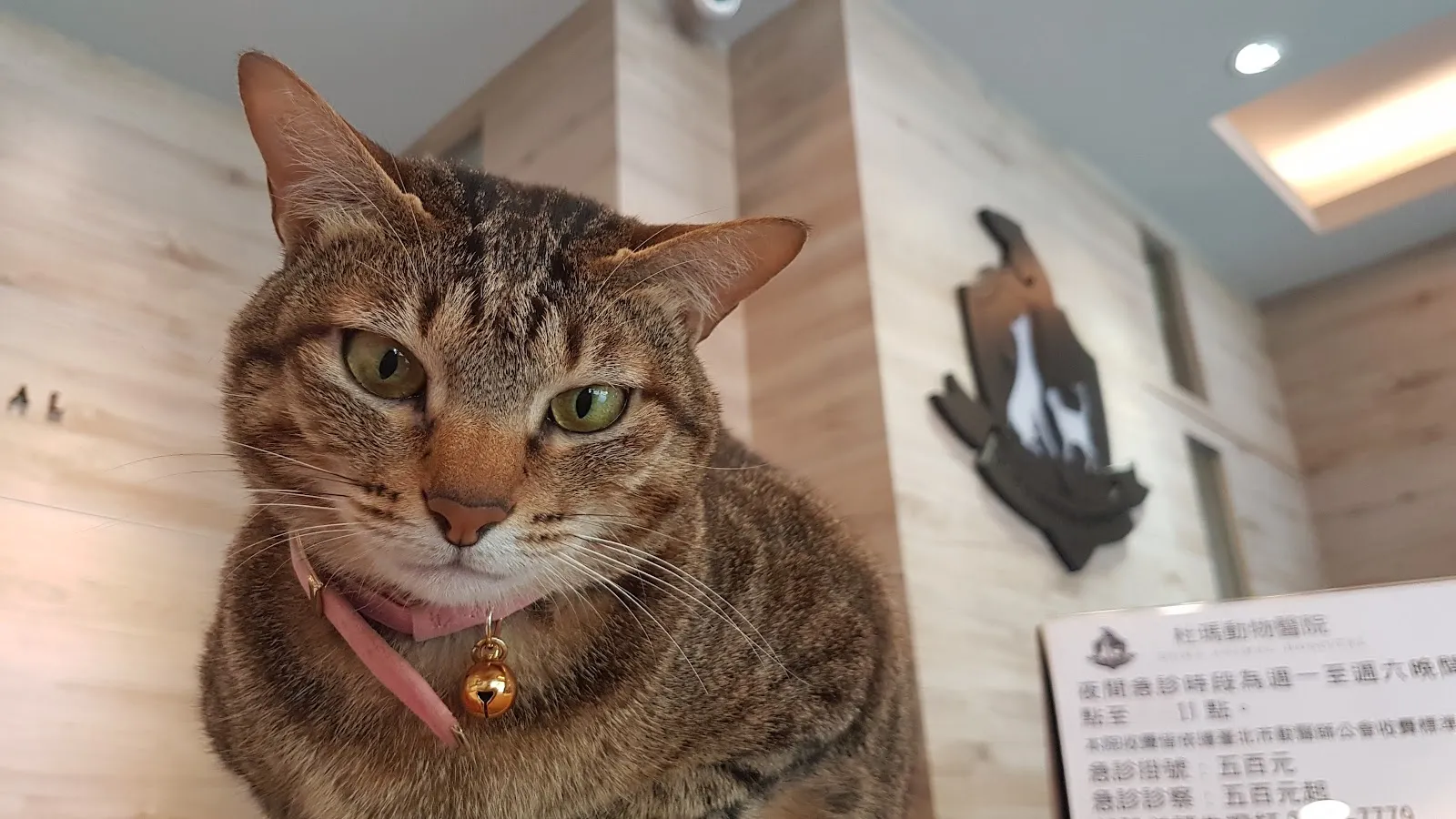 杜瑪動物醫院