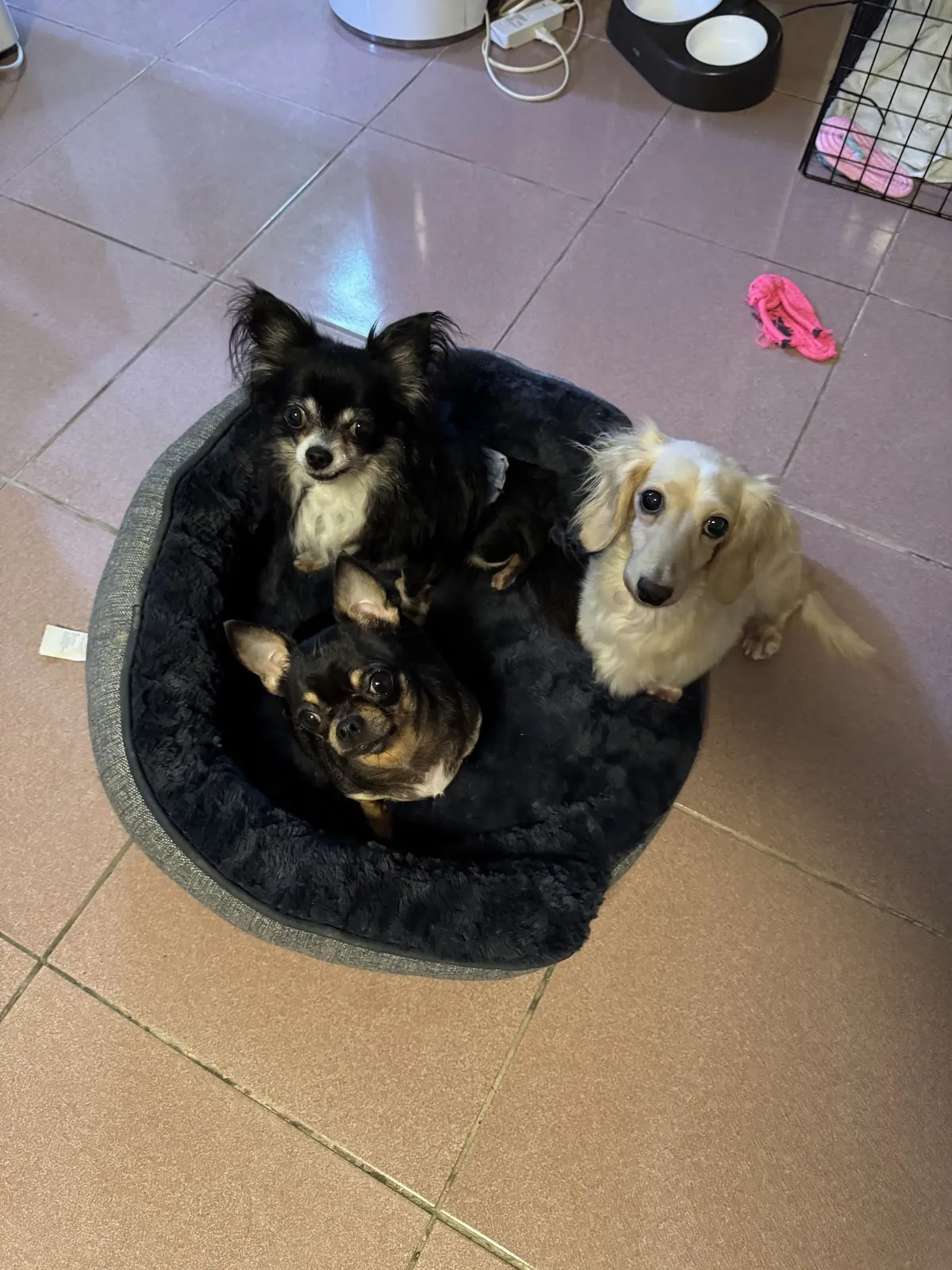 泛亞動物醫院