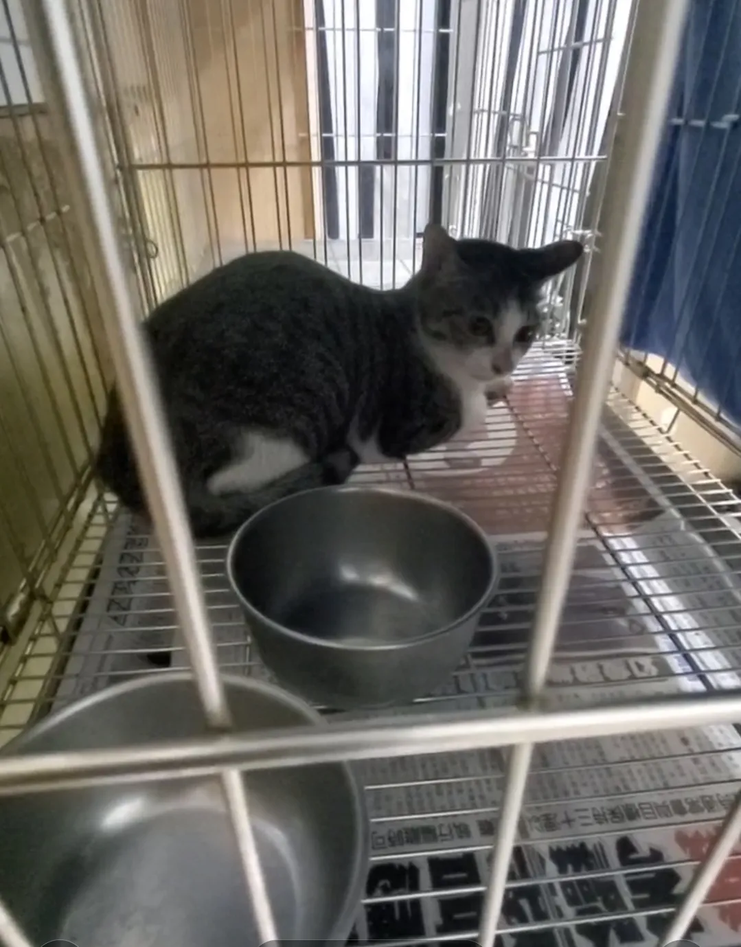 大順動物醫院