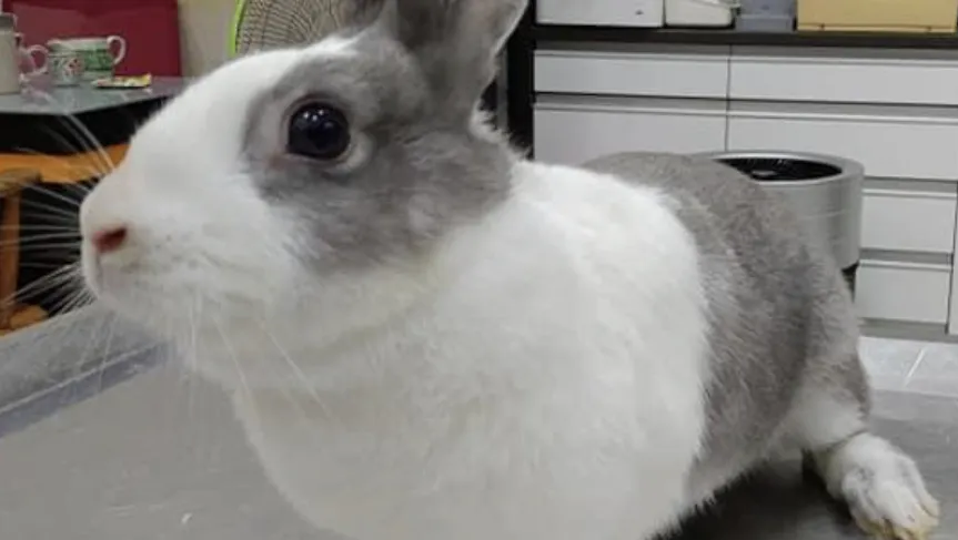 凱旋動物醫院