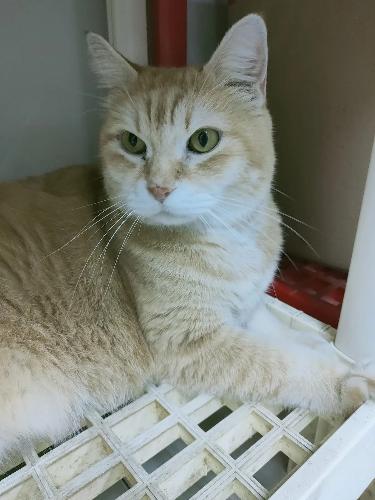 厚德動物醫院