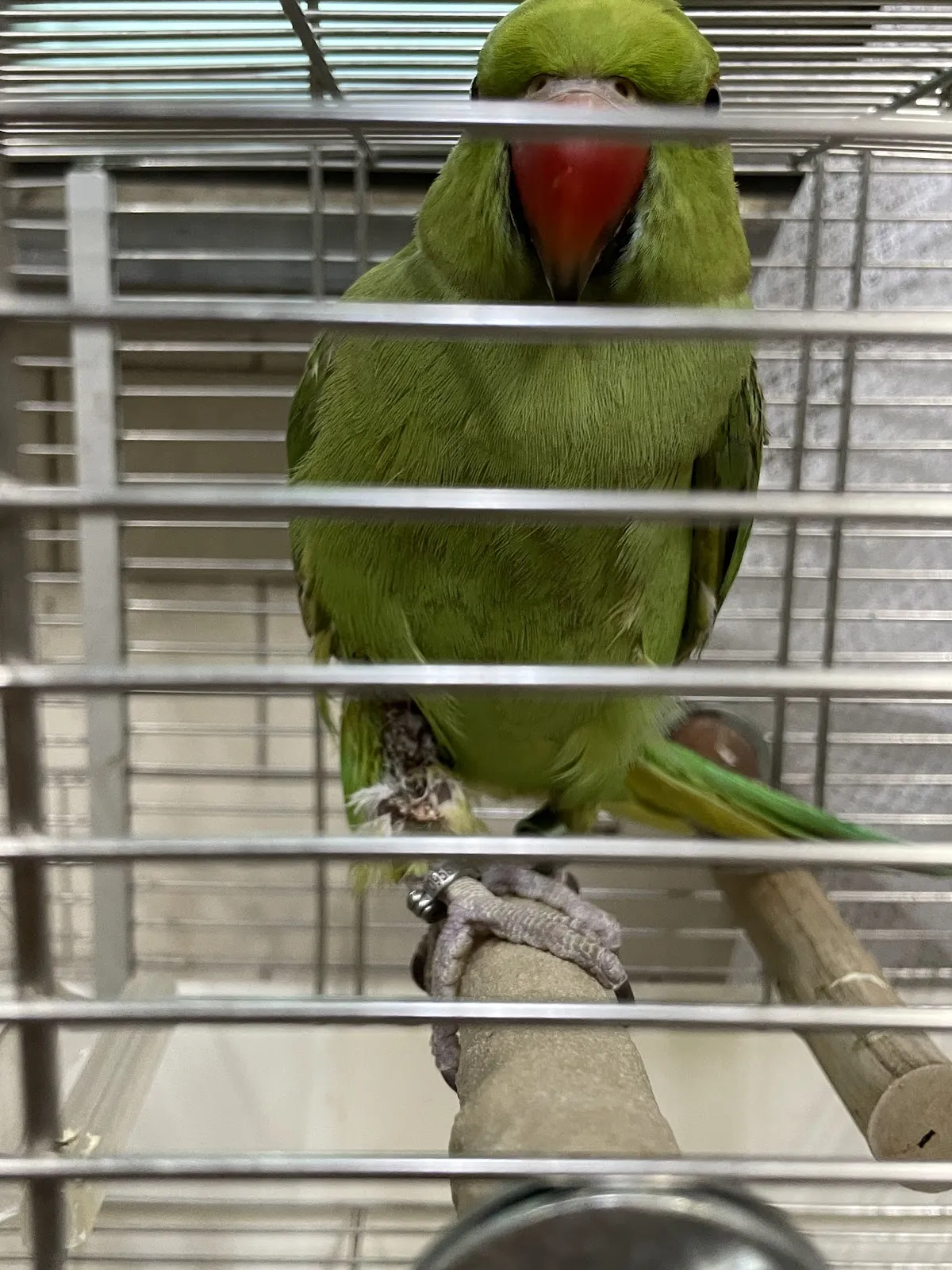 現代動物醫院