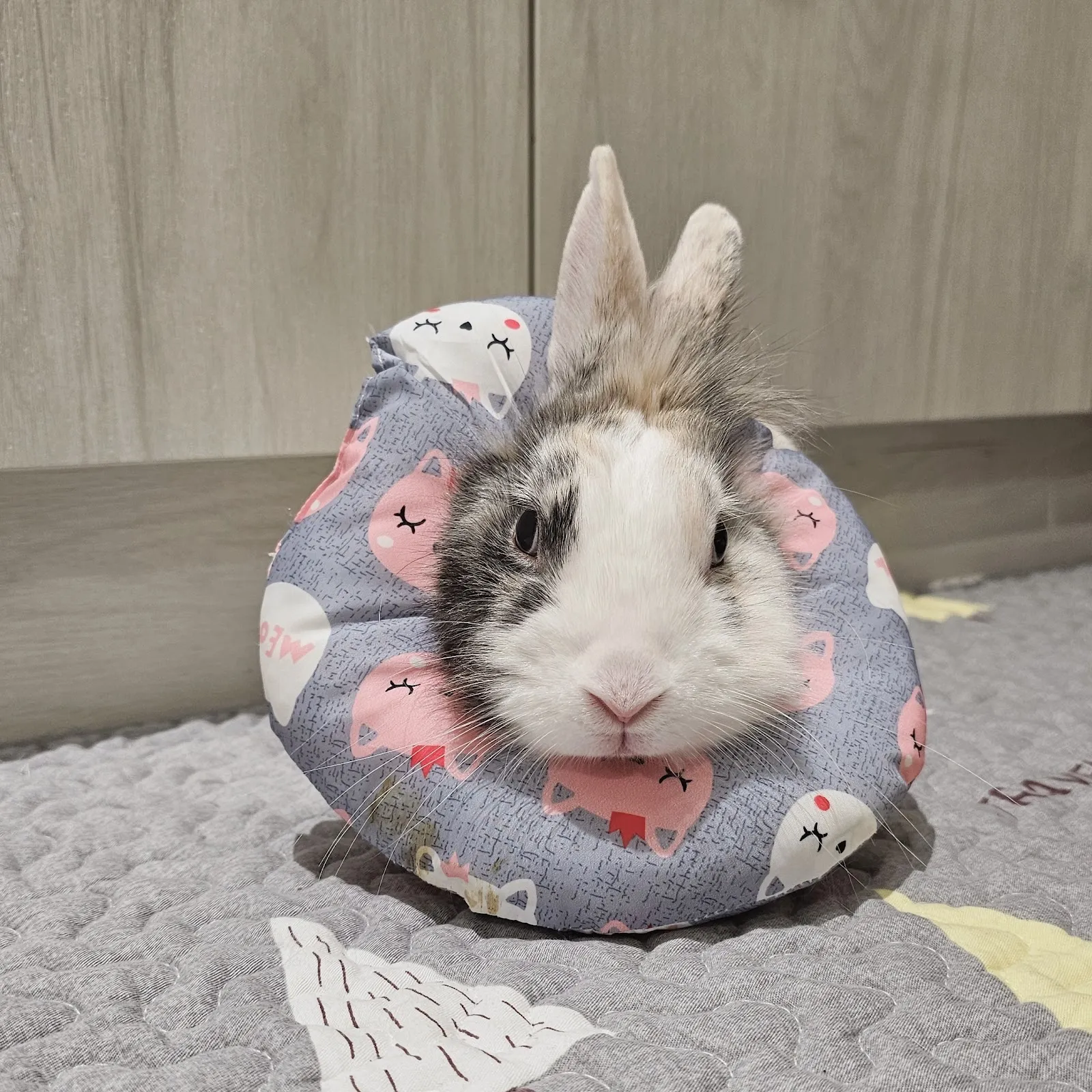 飛躍動物醫院