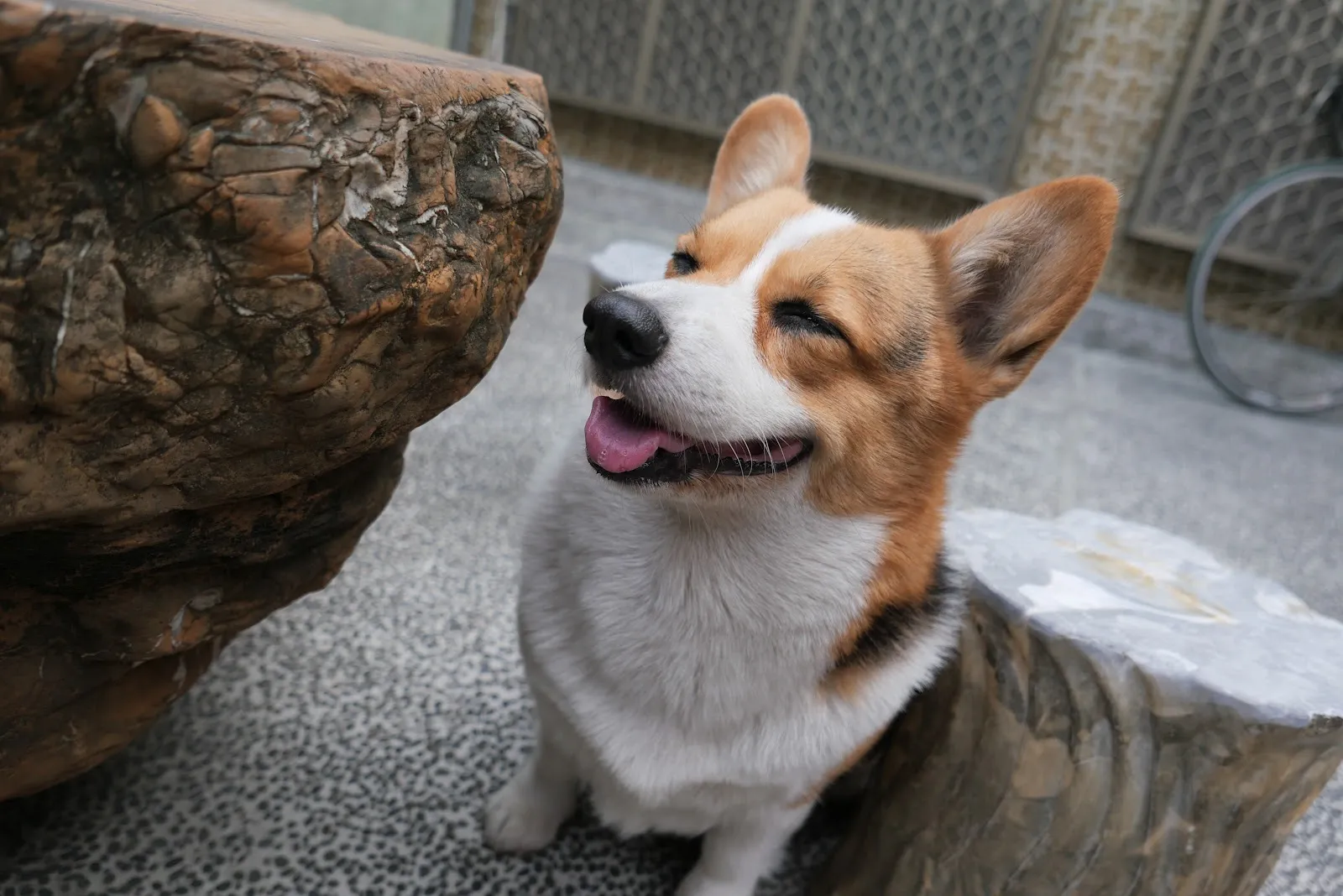 馬汀動物醫院