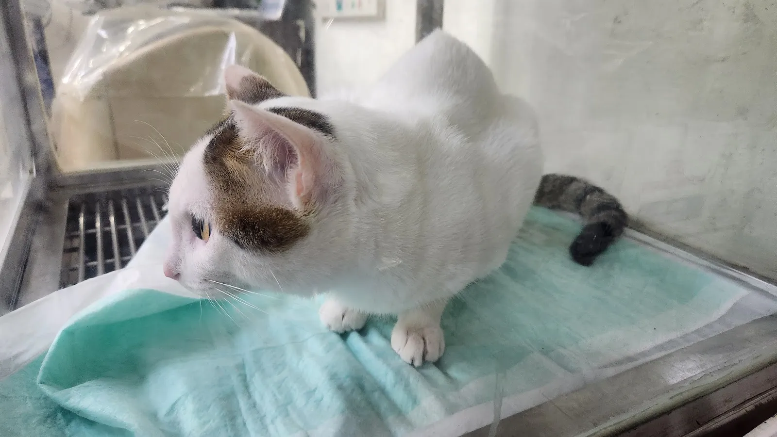 大禾動物醫院