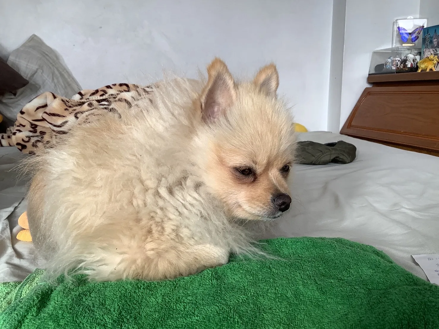 寶血動物醫院