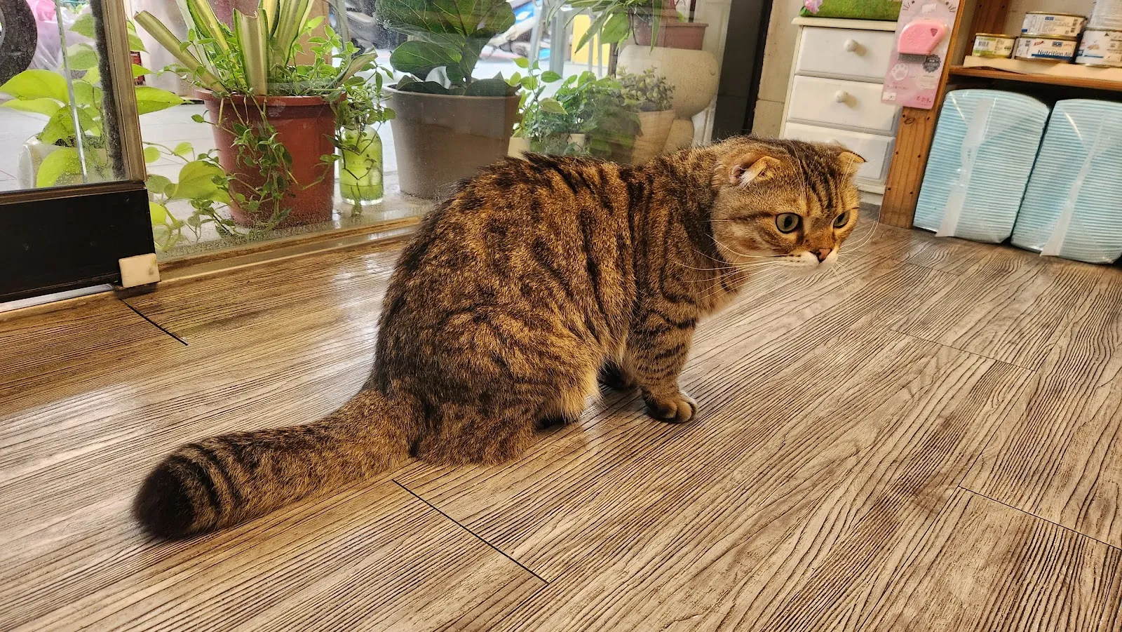 福樂動物醫院