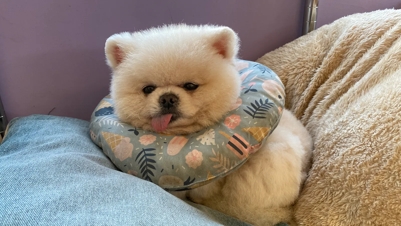 茂豐動物醫院