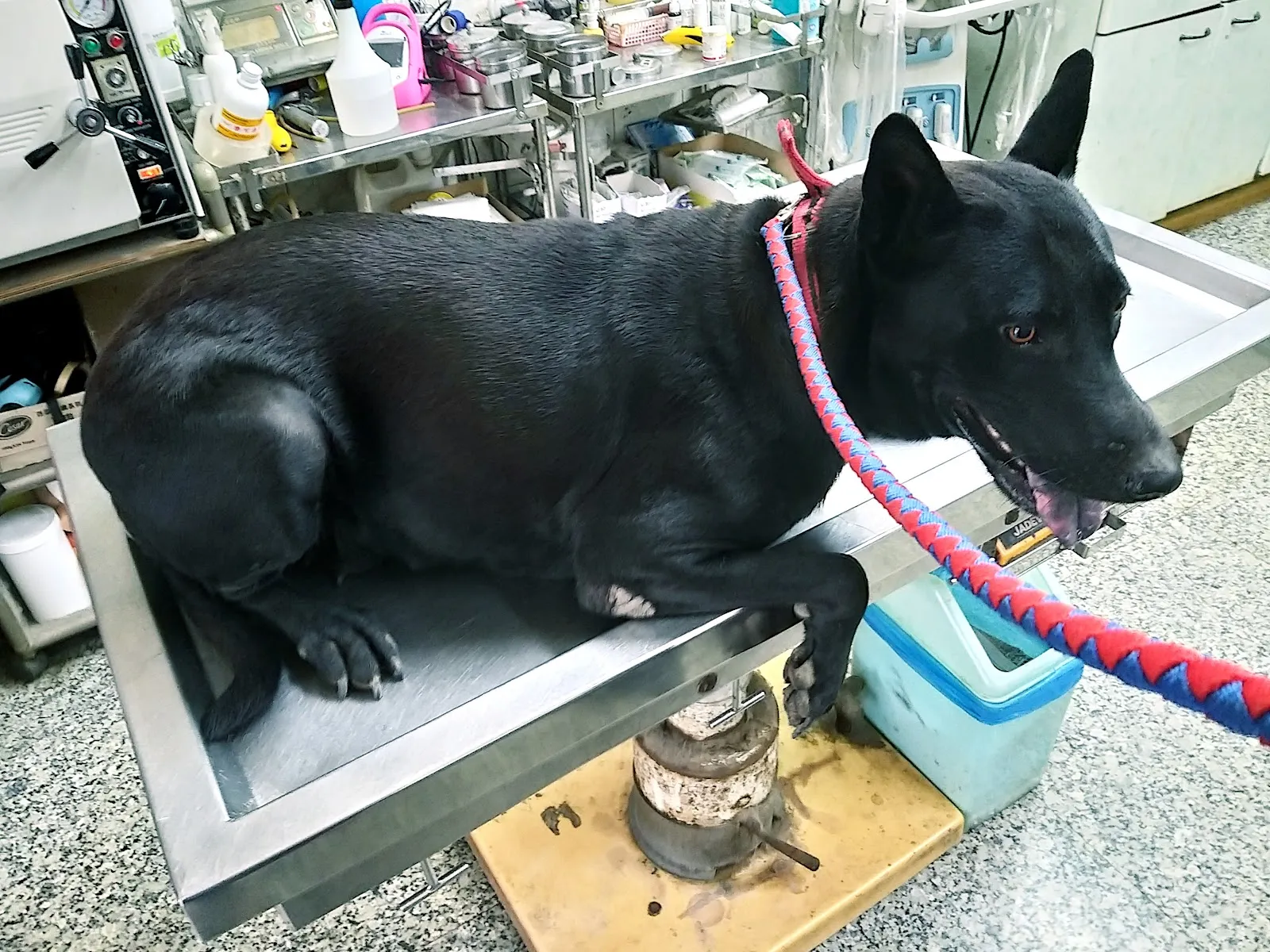 安安動物醫院