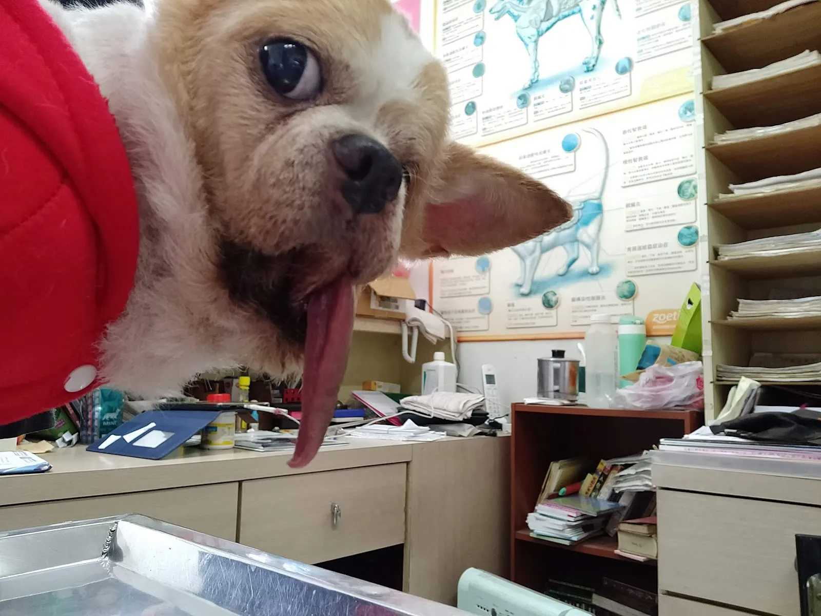 詹動物醫院