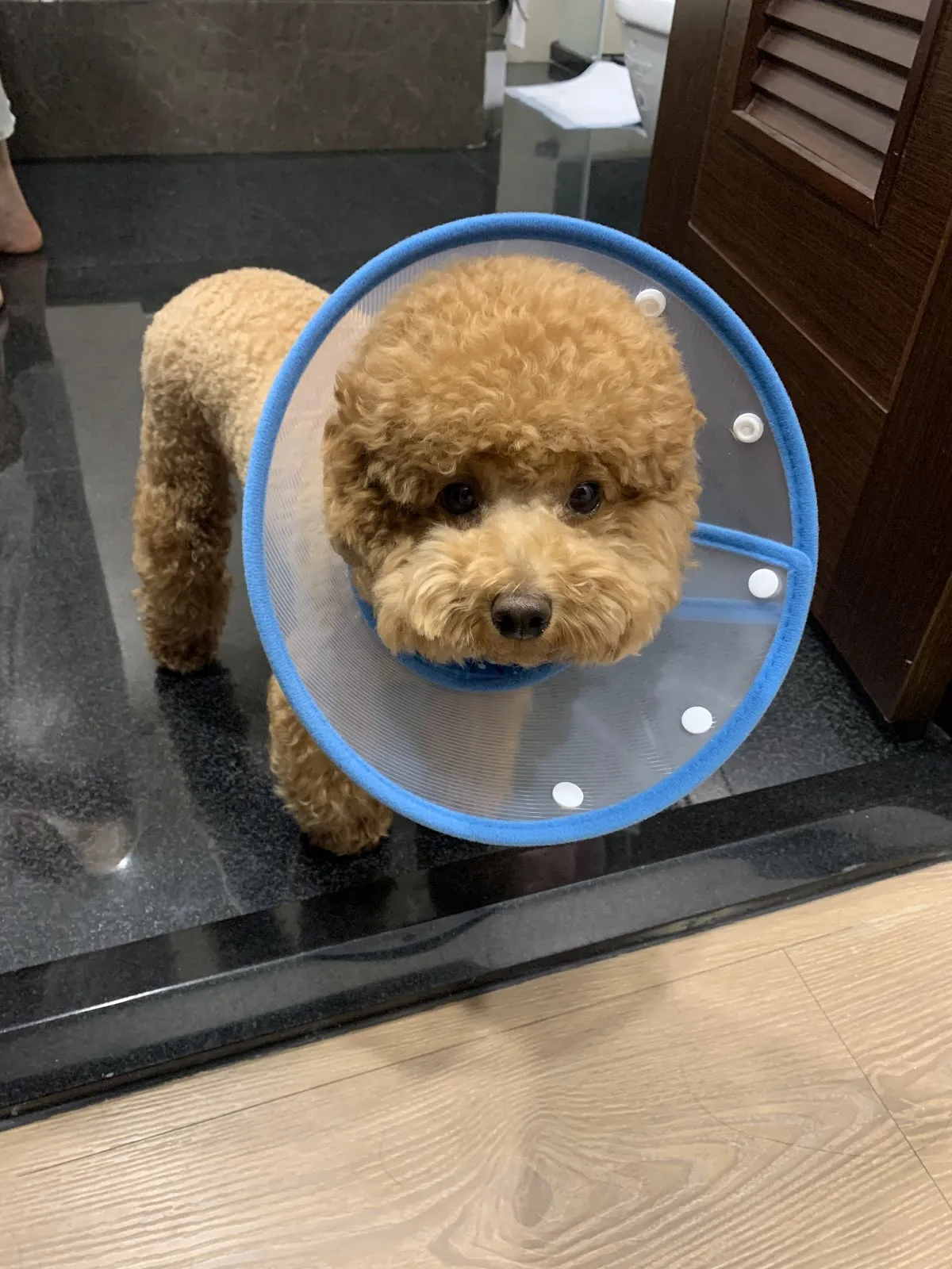超群動物醫院