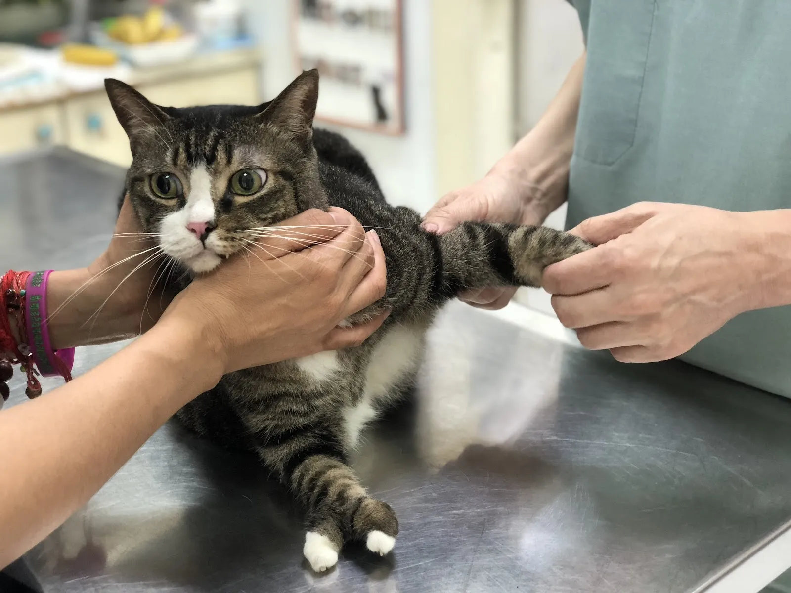 可安動物醫院