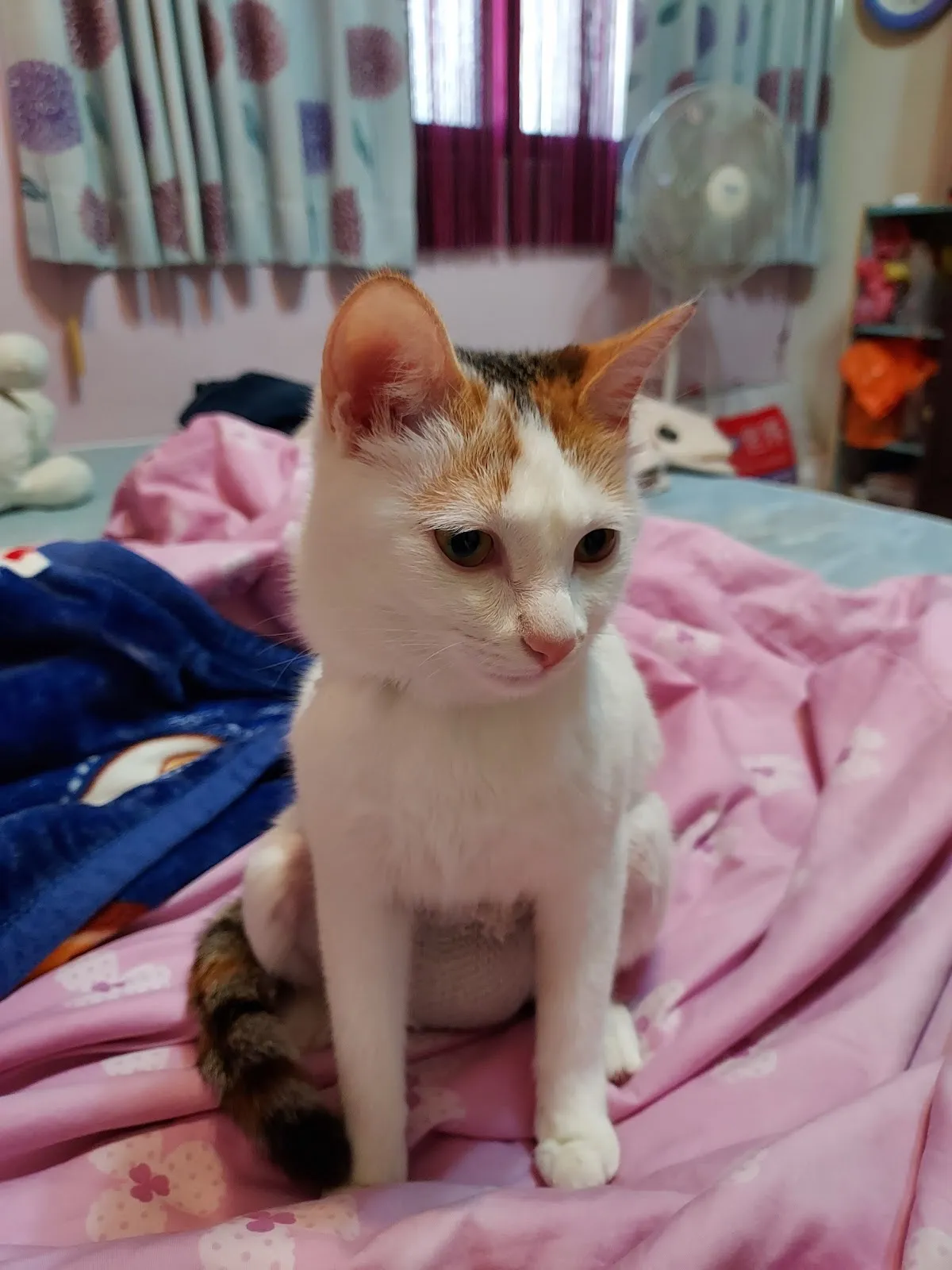 全興動物醫院