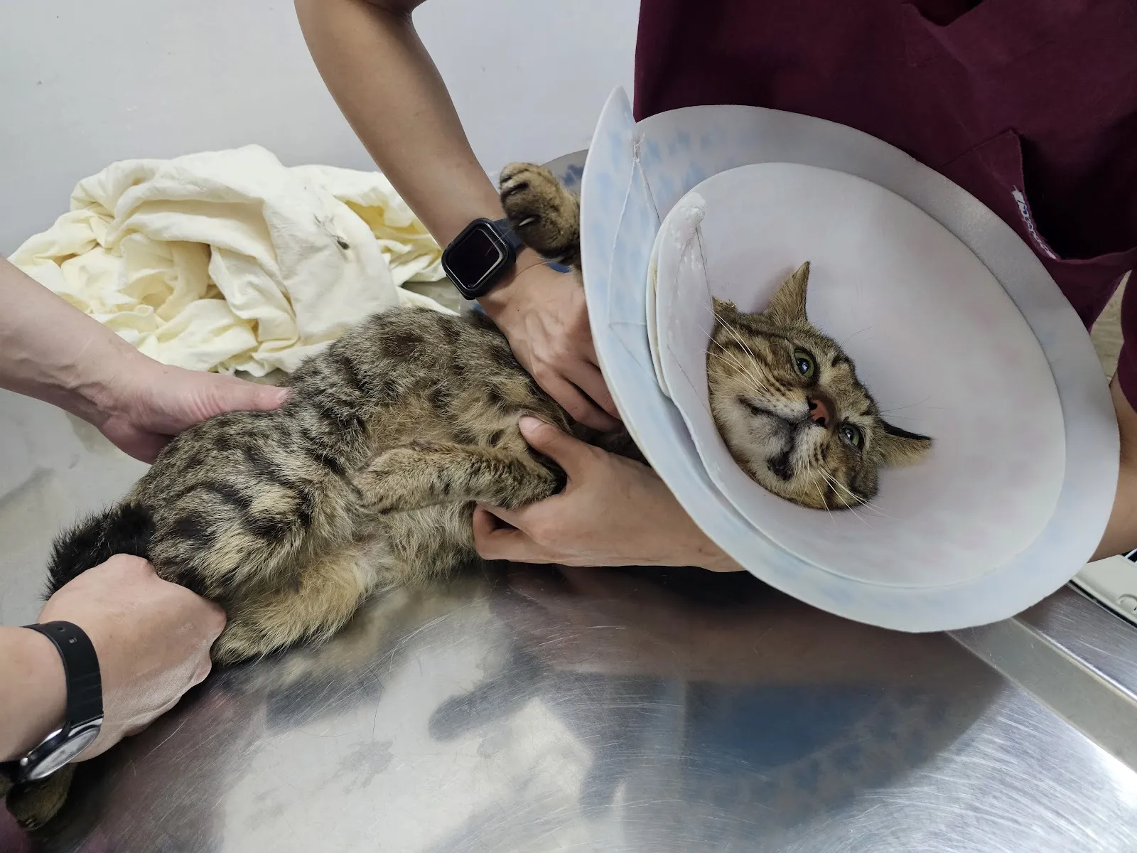 欣欣動物醫院