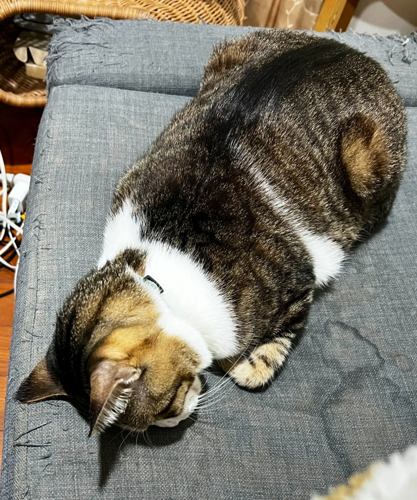 磨鼻子動物醫院