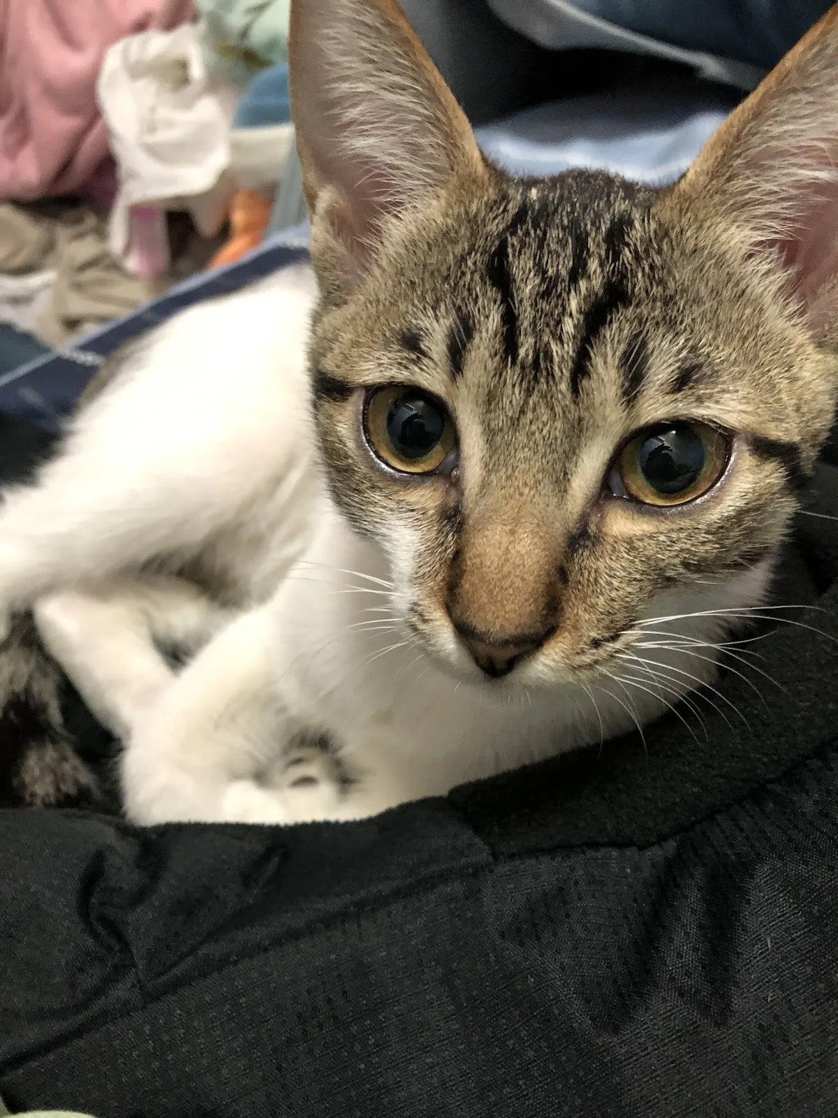 斗六動物醫院