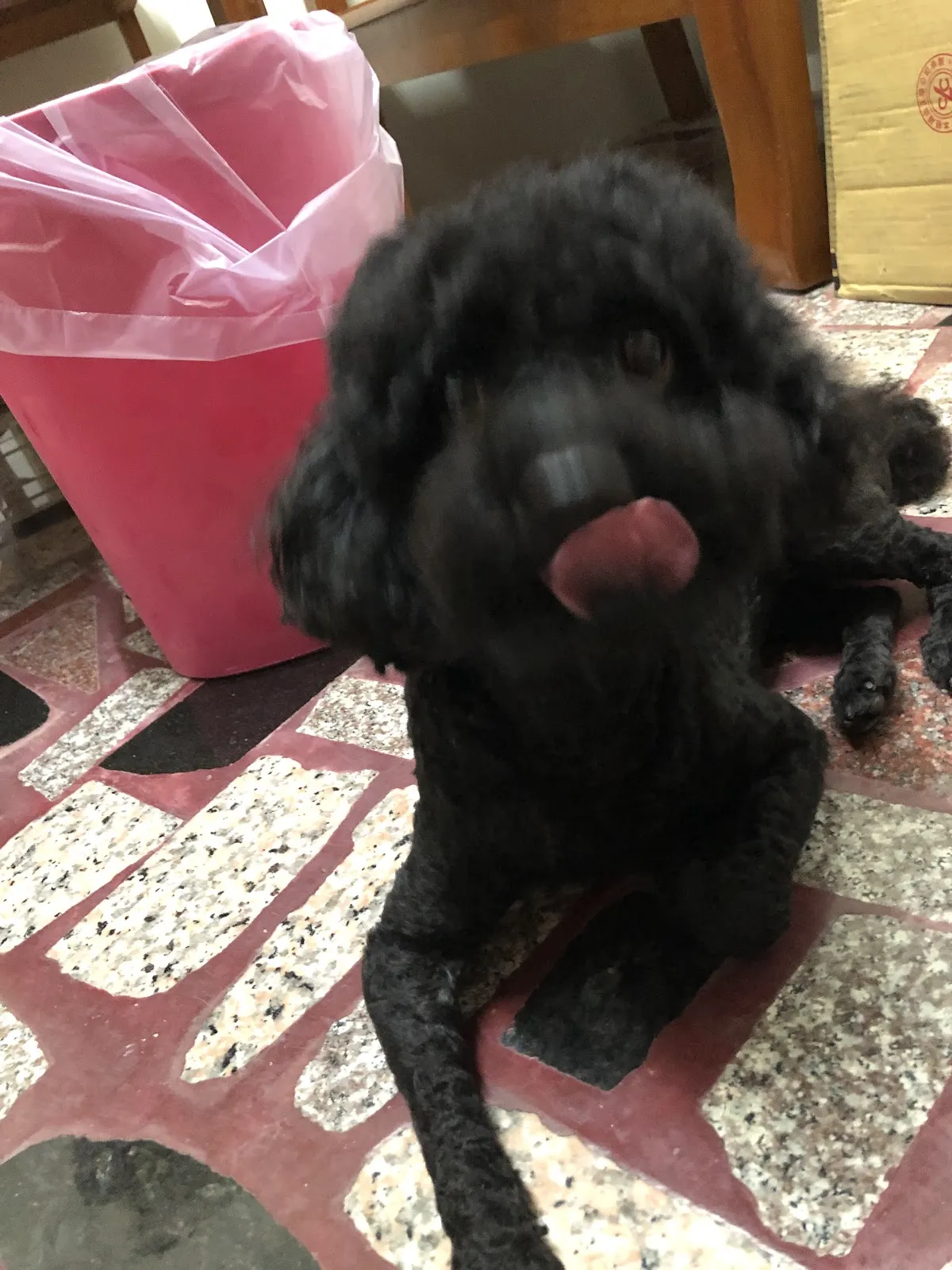 黃文志動物醫院