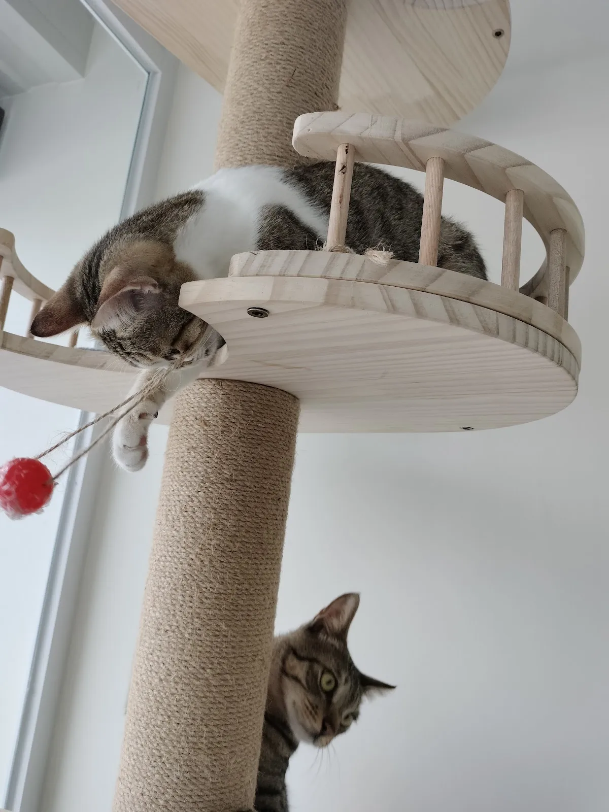 艾咪動物醫院