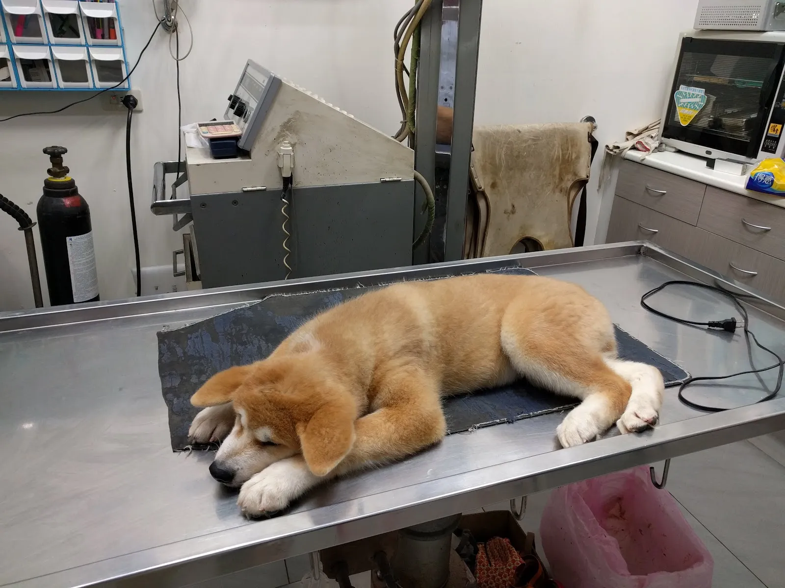 中原動物醫院