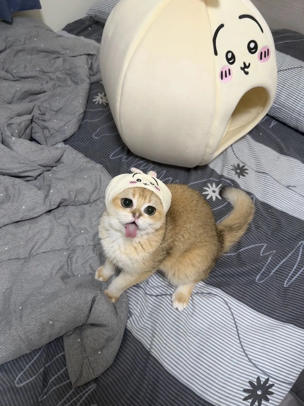 蓋荳動物醫院