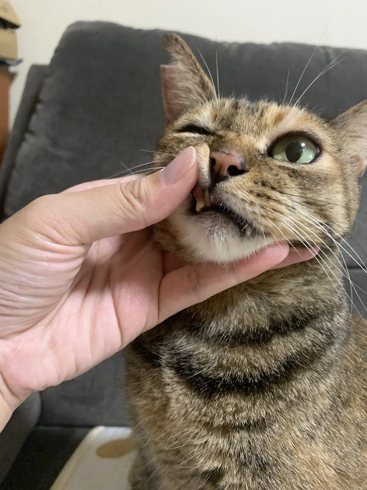 港明動物醫院