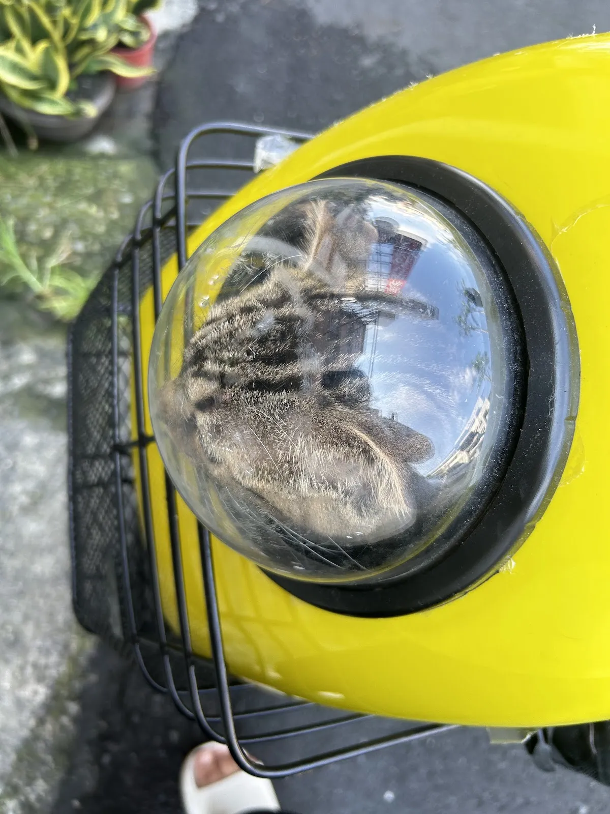 鎮東動物醫院