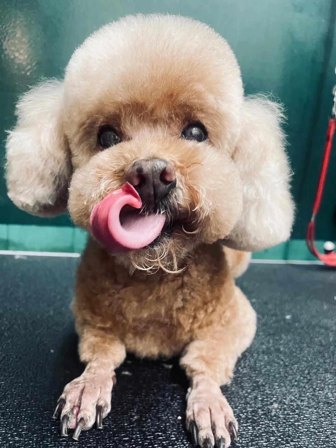 欣民動物醫院