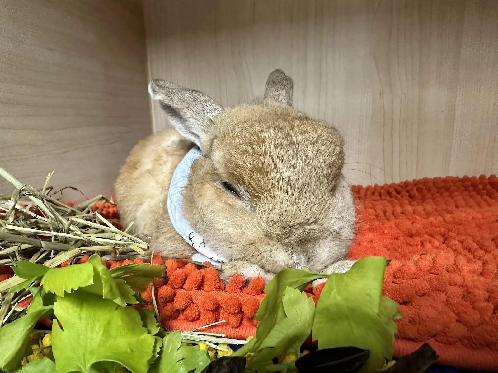 芝山動物醫院