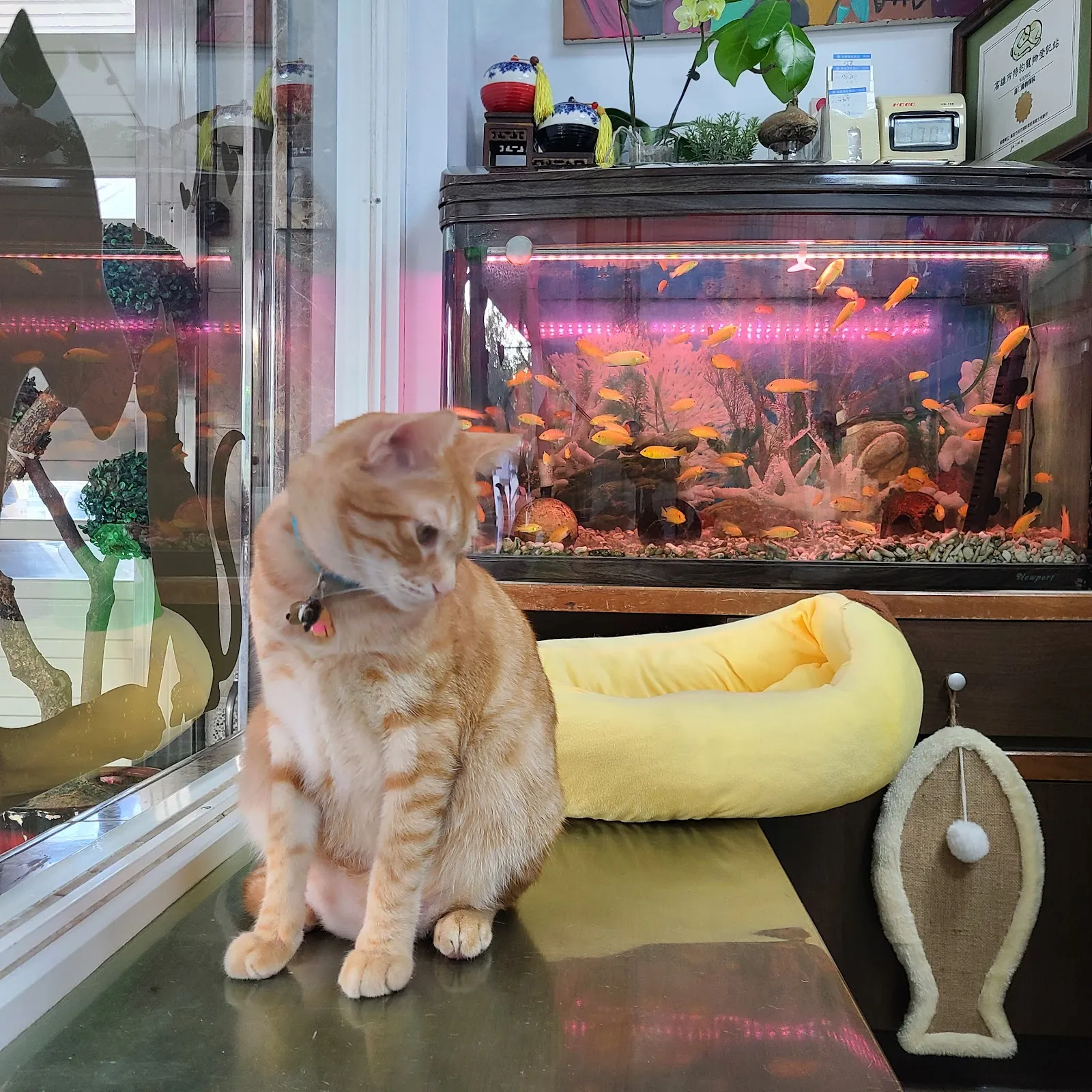 嘉仁動物醫院