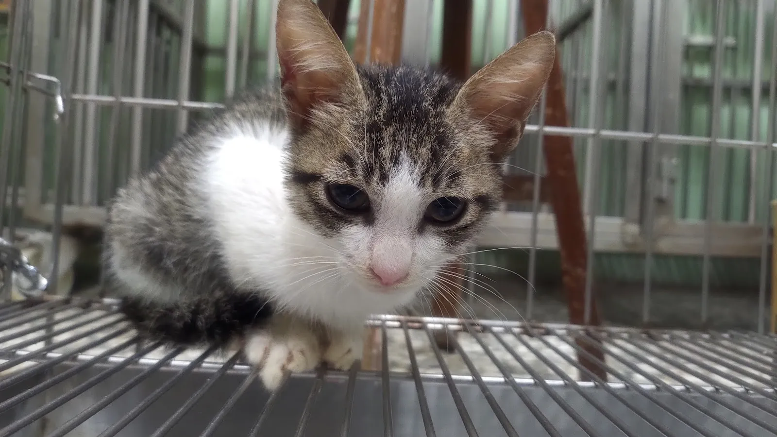 安生動物醫院