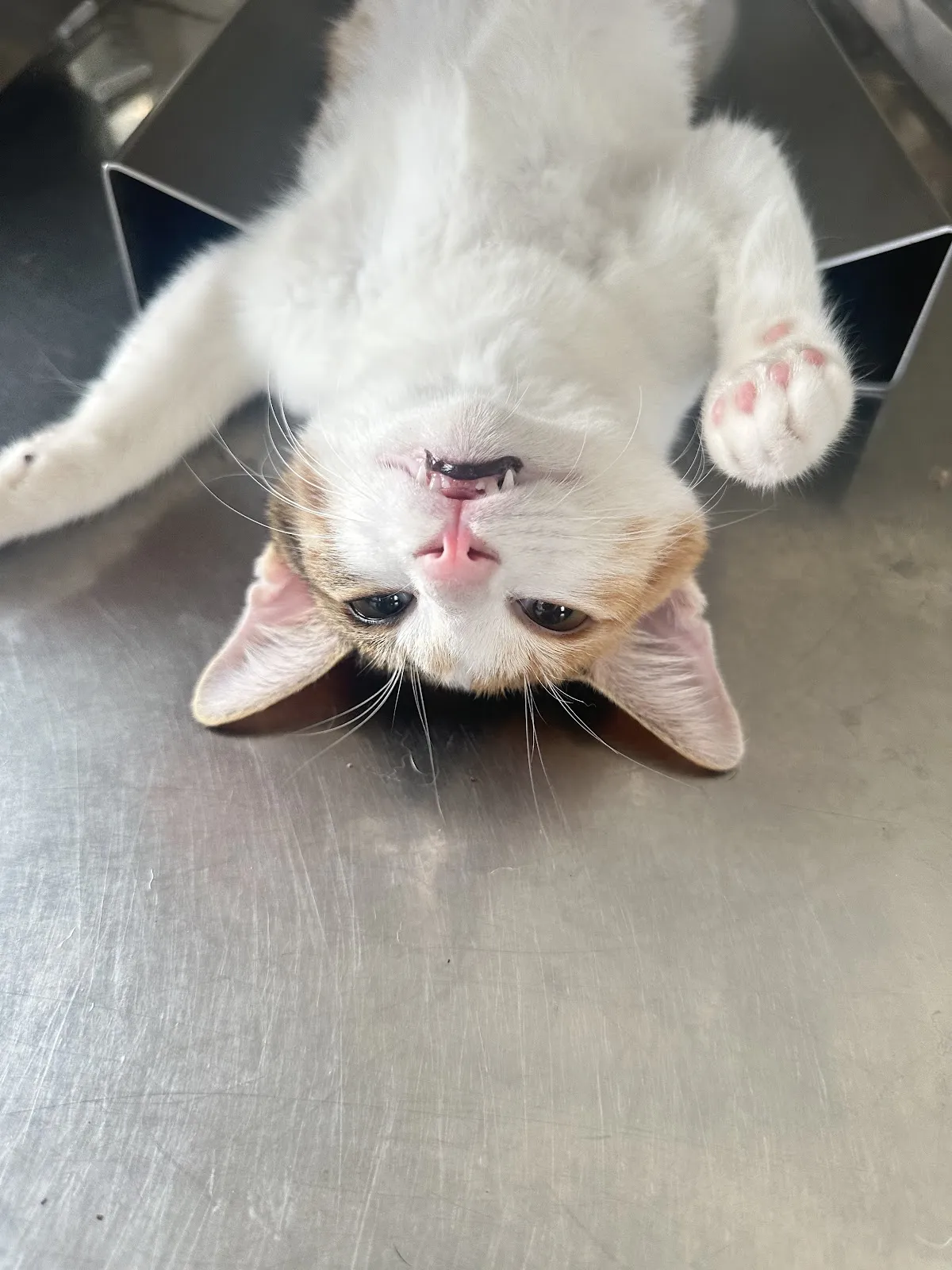 九如動物醫院
